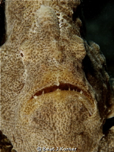 A face only a mother could love, although one of the worl... by Beat J Korner 